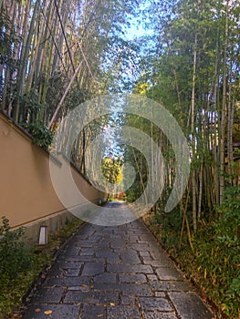 Stone walkway between fresh bamboo forest and temple wall for background