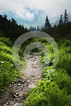 Stone walkway to the misty forest after the rain