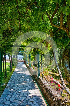 Stone Walkway Under Grape Arbor