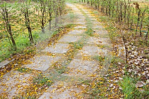 Stone walkway with yellow flower,Yellow Poinciana in garden