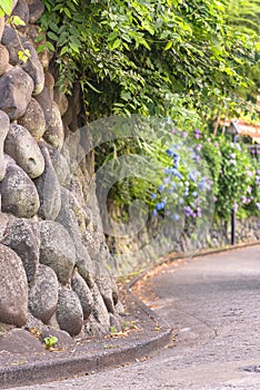Stone wall of Asuka-no-komichi road and its hortensia flowers in Nishigahara.