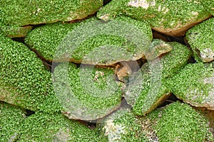 Stone wall background with green moss.