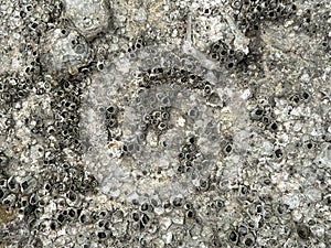 stone wall background texture with shipworm