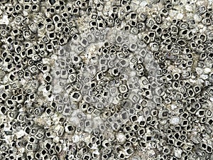 stone wall background texture with shipworm