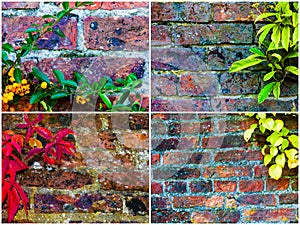 Stone wall backgrounds with ivy leaves