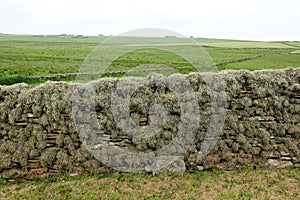 Stone wall covered in shaggy lichen