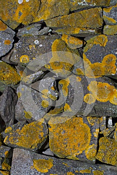 stone wall covered in yellow lichen