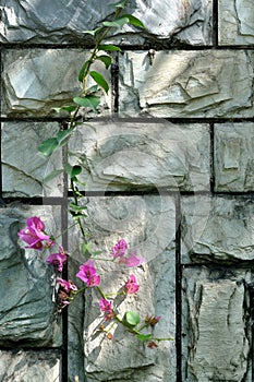 Stone wall in cyan color and pink flower