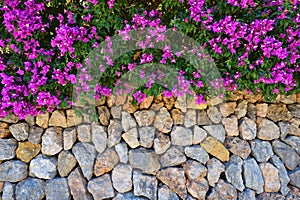 Stone wall decorated with bougainvillea