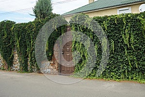 A stone wall of a fence overgrown with green vegetation and a closed brown door