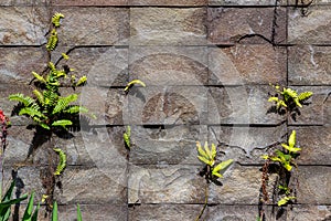 stone wall with ferns growing in the cracks