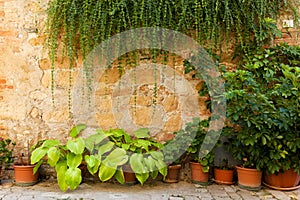 Stone wall with flowers and ivy. Old Italian house background, vintage Italy