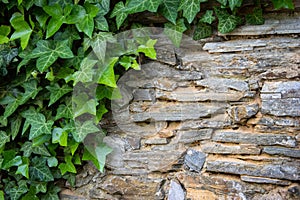 Stone wall with green ivy leaves with copy space for background or texture. Climbing plant, vine plant growing on antique rock