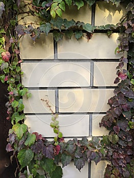 Stone wall and green leaves with red