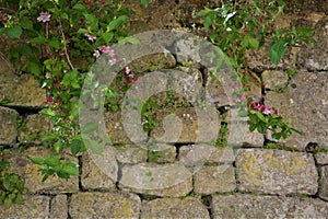 Stone Wall with Green Plant