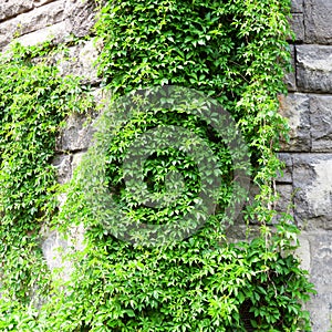 A stone wall with green plants. Plants on the old wall