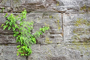 Stone Wall Background with Greenery and Moss
