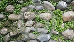The stone wall had small butcher-colored plants growing between the cubes