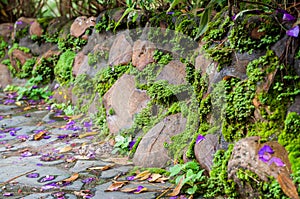 The stone wall has a moss.