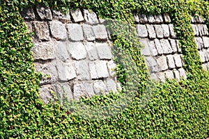 Stone wall with hedge