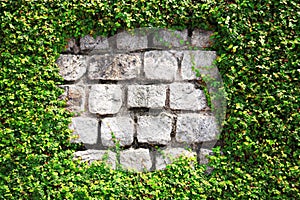 Stone wall with hedge