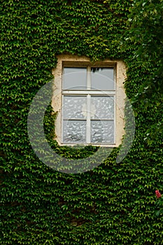 The stone wall and high windows are completely overgrown with bright green wild vine and ivy. The stone wall is covered with green