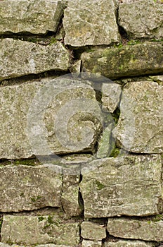 Stone wall moss
