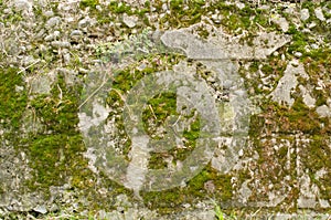 Stone wall moss