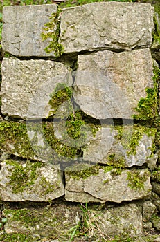 Stone wall moss