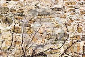 Stone wall of an old building with a dry clambering plant