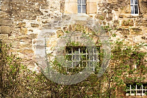 Stone wall of an old building with windows and a clambering plant