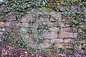 Stone Wall Overgrown with Ivy