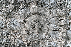 Stone wall, overgrown with withered ivy