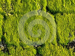 Stone wall pattern covered in green seaweed, coastal nature background pattern