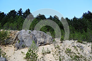 Stone wall in the pine forest. Rocks in the forest