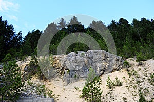 Stone wall in the pine forest. Rocks in the forest