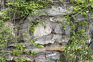 stone wall with plants - old building in Austria