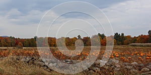 Stone Wall and Pumpkin crop in Massachusetts, New England USA