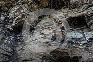 Stone wall of rock with cracks tree roots