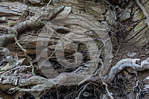 Stone wall of rock with cracks tree roots