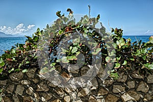 Stone Wall With Sea Grape Plant in the Caribbean