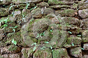 stone wall surface with moss