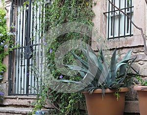 Stone wall, vine plant, door window bars. Tracheophyta agave americana in flowerpots in the street. photo
