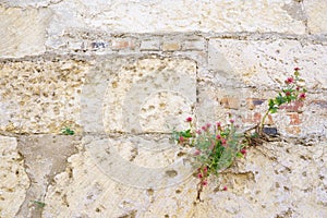 Stone wall from which flowers grow