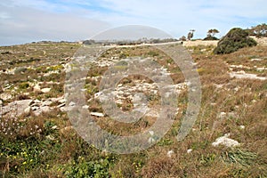 stone wall and wild vegetation in the countryside (malta)