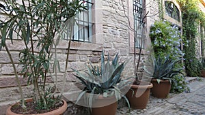 Stone wall and window bars. Tracheophyta agave americana in flowerpots in the street. photo