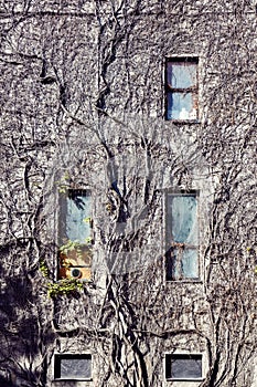 Exterior an old abandoned historical building covered with dry ivy