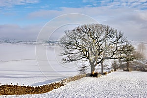 Stone Wall In Winter Snow