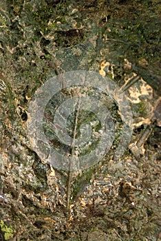 The imprint of the leaf of a tropical plant in stone
