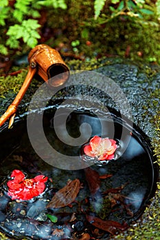 A stone washbasin chozubachi by a Japanese tea room, with a Bamboo scoop on water basin & beautiful camellia flowers fallen on c
